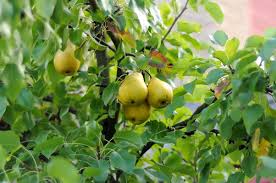 These trees are grafted to grow multiple varieties of the same fruit on one tree. Can We Grow More Than One Fruit On Single Tree Quora