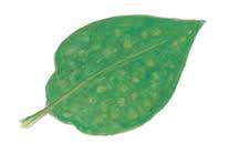 タキイの花 病害情報 ヒマワリ キク科 タキイ種苗