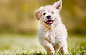 The amount of food varies depending on the dog's weight, but on at 12 weeks old, your dog is still little but yet is able to learn a lot. Golden Retriever Growth Chart Weight Chart Size Chart