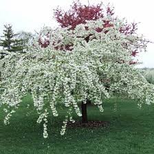 Complete remove suckers from ornamental flowering cherry trees. Best Crabapples For Your Yard Crabapple Tree Trees For Front Yard Crab Apple