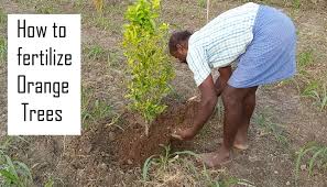 Gardeners with clay soils may not need to add fruit tree fertilizer, but they can add compost to improve drainage, according to the national gardening association. Organic Fertilizer For Orange Trees Fertilizer For Plants Organic Farming In India Orange Tree