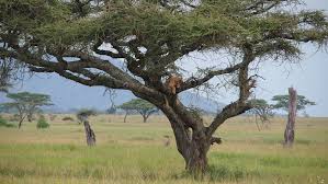 Serengeti Ngorongoro National Park Tanzania National Parks Serengeti Safari Adventure