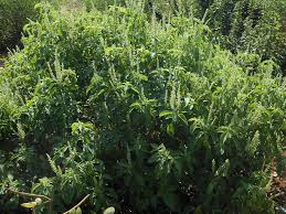 Image result for Vernonia kirungae