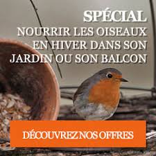 Boules De Graisse Pour Oiseaux Des Jardins Retirez Les Filets Ornithomedia Com