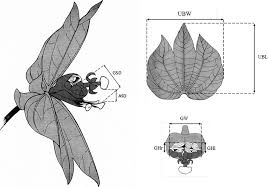 Image result for Dalechampia scandens