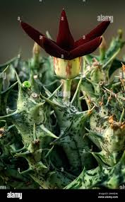 Image result for Orbea rogersii