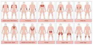 Muscle charts and stretching tips: Muscle Groups Chart Digital Art By Peter Hermes Furian