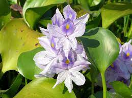Eichhornia Crassipes Air Filtering Plants Aquatic Plants Floating In Water