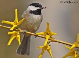 Backyard Birds Of Middle Tennessee Tennessee Watchable Wildlife Carolina Chickadee Chickadee Bird Backyard Birds Chickadee