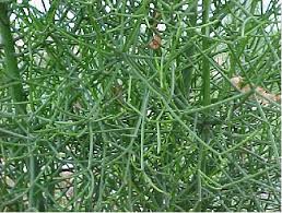 Image result for Euphorbia tirucalli