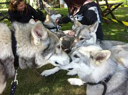 Unfortunately, they are also the first page that comes up when you google 'tamaskan'. Tamaskan Rescue Home Facebook