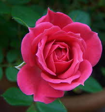 60 beautiful flower pictures flowers are the sweetest things god ever made and forgot to put a soul into. Download Beautiful Whatsapp Dp Flower Images