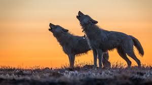 As you gain experience and level up, you may want to develop your wolf by choosing its abilities and skills. Nat Geo Photographer Ronan Donovan On Tracking Arctic White Wolves