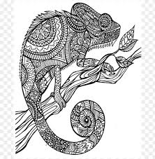 Chameleon animal coloring book for adults vector. A Color Of His Own Chameleon Coloring Page Png Image With Transparent Background Toppng