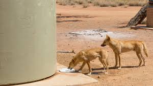 This includes working with you as we perform assessments, make diagnoses, and create individualized treatment plans for your pet. A Domesticated Dingo No But Some Are Getting Less Wild Quanta Magazine