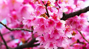 A collection of the top 55 cherry blossom desktop wallpapers and backgrounds available for download for free. Pink Cherry Blossom Desktop Wallpapers Top Free Pink Cherry Blossom Desktop Backgrounds Wallpaperaccess
