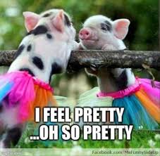 15 Very Funny Pig Memes Cute Animals Animals Cute Pigs