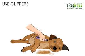 Take a look at some of these tips to bring your dog's coat back from the danger. How To Deal With Matted Hair On Your Dog Or Cat Top 10 Home Remedies