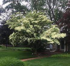 We did not find results for: Venus Dogwood Deborah Silver Co