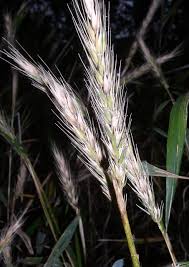 Image result for Vepris rogersii