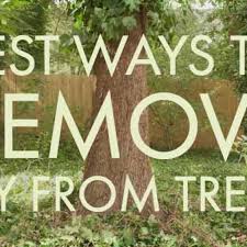 Here's the easy trick i used to remove massive amounts of ivy and reclaim my yard. Ivy Removal Guide For Trees Renos 4 Pros Joes