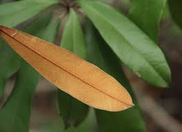 Image result for Englerophytum magalismontanum