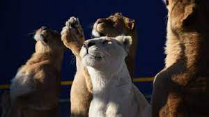 La mia vita è uno zoo (we bought a zoo) è un film del 2011 diretto da cameron crowe. Trfihi Parks Parks La Mia Vita E Uno Zoo La Favola Siamo Noi Arena