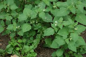 Image result for Solanum giganteum