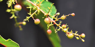 Image result for Searsia rogersii