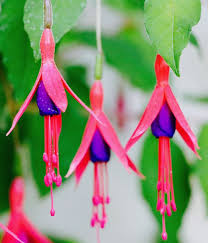 Fiorellini a grappolo profumatissimi che crescono. Il Blog Di Yougardener