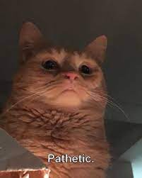 Imgur Cute Cat Memes Funny Cat Memes Cat Memes