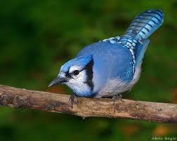 Birds Of Central Illinois Magnifique Geai Bleu Il Appartient A La Famille Des Corneilles Donc Un Oiseau Passereau Son Cri Est Facilement Reconna Blue Jay Blue Jay Bird Beautiful Birds