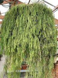 Image result for Rhipsalis
