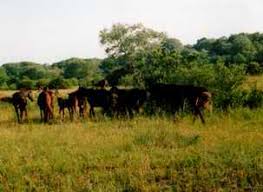 Pădurea letea este o adevărată poveste, pe care merită să o citești dacă ajungi în delta dunării. PÄƒdurea Letea Si Traiul Oamenilor De Pe Grind Distruse De Cai Dezvaluiri Ro