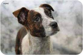 We did not find results for: Boxer Heeler Mix Puppies