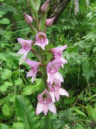 Image result for Disa cornuta