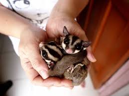 Exotic pets & more okeechobee. Sugar Gliders As Pets Cost To Buy Legalities Dangers And More Info Embora Pets