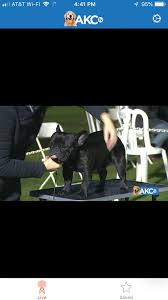 Jax did his first akc fast cat and did great. Amazon Com Akc Tv Appstore For Android