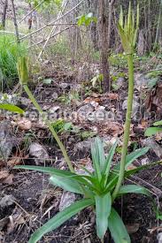 Image result for Crinum asiaticum