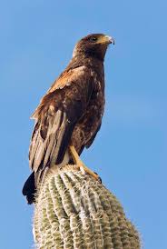 In clumping cactus, when rot appears on a stem, the treatment can be as easy as cutting out or pulling off the one or two stems with the disease. Harris Hawk On A Cactus Photograph By Science Photo Library