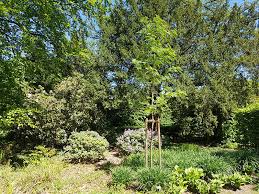 Heimische arten wie zum beispiel die vogelbeere sind auch im naturgarten erste wahl. Japan Eberesche Dodong Im Botanischen Garten Gutersloh