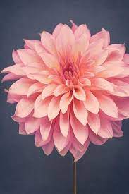 Bedroom Wall Decor Floral Botanical Prints Floral Decor Dahlia Wall Art For Living Room T Beautiful Flowers Photography Floral Photography Flower Aesthetic