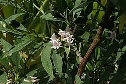 Image result for Indigofera gairdnerae