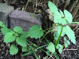 Maybe you would like to learn more about one of these? Das Sind Die 10 Nervigsten Unkrauter Im Garten