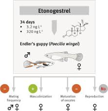 Genealogy for пётр цисарь (deceased) family tree on geni, with over 200 million profiles of ancestors and living relatives. Synthetic Progestin Etonogestrel Negatively Affects Mating Behavior And Reproduction In Endler S Guppies Poecilia Wingei Science Of The Total Environment X Mol
