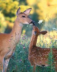 La Bonne Fee On Twitter Animals Animals Wild Nature Animals