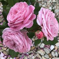 Summer Romance Rose Photo Rose Summer Romance Rose Photos