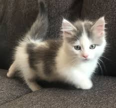 Delivery is possible through out the usa, canada. Munchkin Cat For Sale Philippines Petfinder