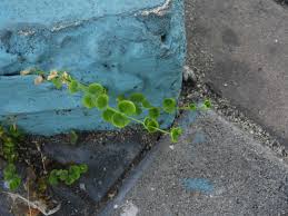 Image result for Drymaria