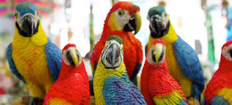 His books include the field guide to the birds of australia. Buy Parrots And Exotic Pets Parrots Of The World Pet Shop Rockville Centre Long Island Ny